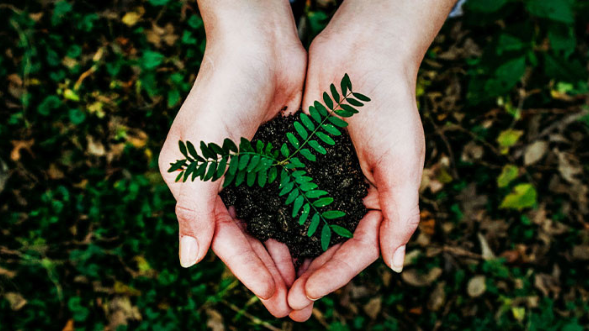 Aprende a tener una vida sustentable